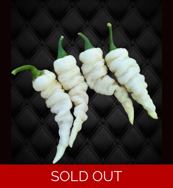 FADDAS WHITE 10+seeds